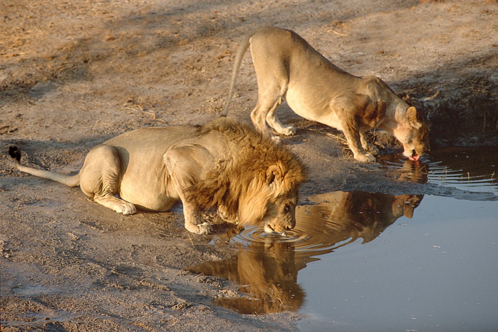 Kenya Tourism Board : riparte il roadshow “Imprevedibile Kenya”