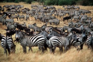 Il Kenya Tourism Board nominato “Miglior ente del turismo d’Africa”