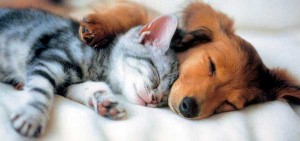 Space Hotels, ecco gli alberghi italiani pet-friendly