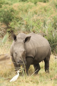 Tamog tours & safaris: Botswana autentico