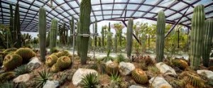 Singapore, i cactus del deserto protagonisti del nuovo Sun Pavillion