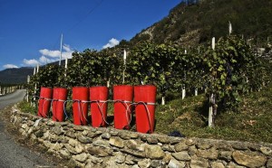 Valtellina Turismo, pacchetti a tema lungo le strade del vino