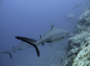 Nautica e diving nella grande laguna della Nuova Caledonia