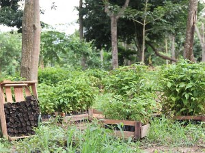 Corsica Sardinia Ferries sostiene l’ambiente in Amazzonia