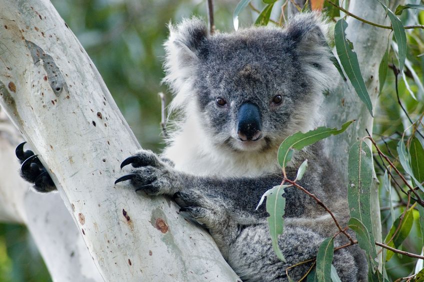 “Go Australia & Oceania Easy”, nuovi tour immersi nella natura