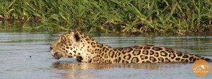 Tour 2000 in Pantanal sulle tracce del giaguaro