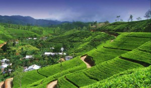 Festival gastronomico della cucina srilankese a Milano con SriLankan Airlines