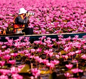 L’ente thailandese lancia il “calendario fiorito” 2015