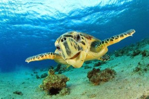 A Eilat decima edizione del concorso di fotografia subacquea