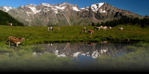 Montagna estiva in forte calo secondo Trademark