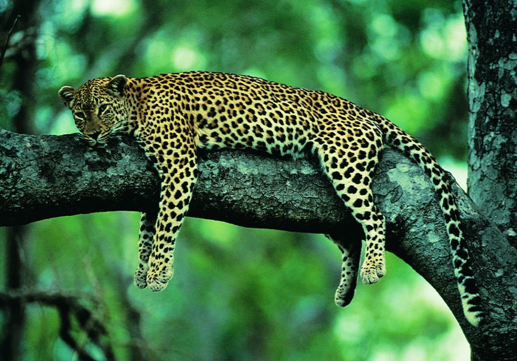South African Tourism lancia “South Africa Imbizo 2014”, convention per adv