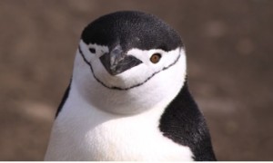 Crociera in Antartide in offerta con Il Tucano Viaggi Ricerca