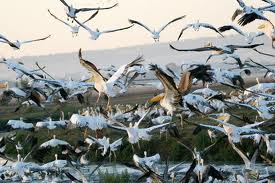 Israele, festival di birdwatching nella valle di Hula