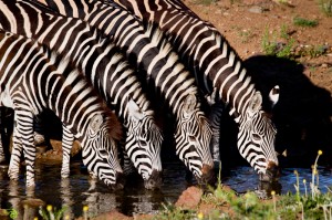 Eden Made, safari malaria free in Sudafrica nel nuovo catalogo