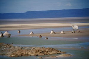 chott-el-jerid