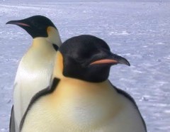 Evolution Travel lancia il nuovo portale sui viaggi ai Poli