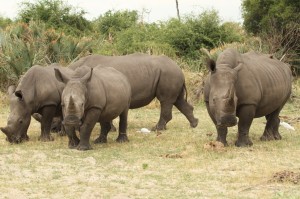 Botswana: il ripopolamento dei rinoceronti priorità per il Paese