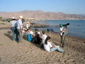 Israele, birdwatching a Eilat con il Festival di primavera