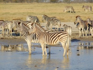 Clup Viaggi presenta la nuova edizione di Africa australe