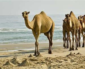 Originaltour, corsa di dromedari nel deserto dell’Oman