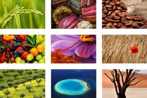 Expo 2015 presenta i nove padiglioni a tema, dal caffè al riso