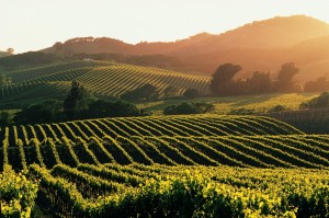 Napa Valley: + 88% i visitatori internazionali
