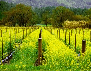 L’ospitalità della Napa valley nel futuro