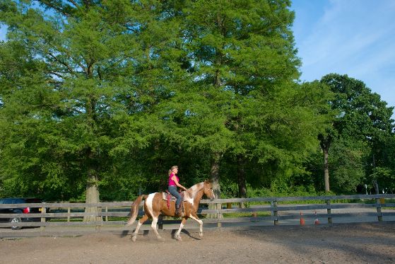 Escursioni a cavallo e tour nelle fattorie per scoprire la Grande Mela