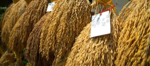 Thailandia, fiera della tradizione agricola a Bangkok