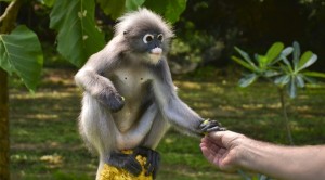 Metamondo lancia il tour esclusivo “Thailandia Insolita”