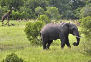 JoyCo’ a Imbizo 2015 per presentare il meglio del Sudafrica