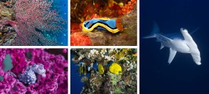 Originaltour alla fiera “Sub in Italy” di Roma con il nuovo catalogo