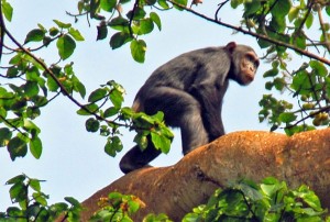 I Viaggi di Maurizio Levi, tour tra gli scimpanzè della Tanzania