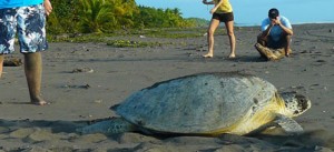 tortuguero_38