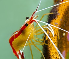 Sea Life Roma Aquarium: al via il riempimento della vasca oceanica