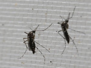 Zika: chiarmenti dal Cto sul contagio ai Caraibi