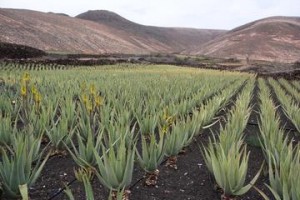 Aruba celebra l’aloe, pacchetti speciali a giugno