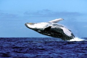 BALENA_sudafrica_gallery