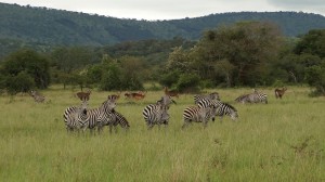 Ruanda Akagera (1)