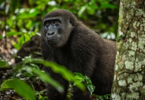 Tre itinerari nel bacino del Congo con Africando