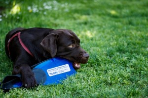 Gnv ed Enpa: partnership per aiutare i cuccioli abbandonati