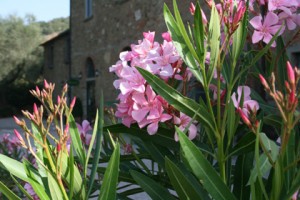 Antico Casale Montegualandro, restyling dal sapore contemporaneo