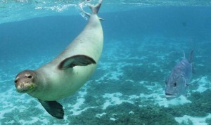 Alle Hawaii la riserva più grande del mondo