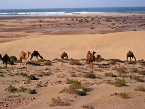 I Viaggi di Maurizio Levi presenta “Esperienze Uniche”