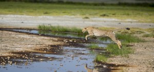 Tour di gruppo in Tanzania con Impronte Wilderness Safari