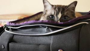 Viaggiare con gatto al seguito, la proposta di Vueling