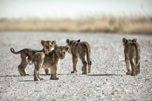 Mappamondo, tour in Sudafrica per famiglie con bambini