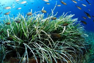 Formentera promuove il turismo attivo e sostenibile in bassa stagione