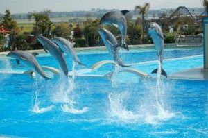 Il parco Zoomarine inaugura tre nuove attrazioni