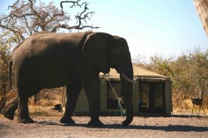 African Explorer a tutto Botswana